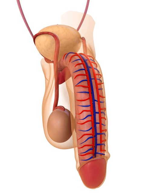 struktura penisu